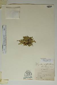 Selaginella wrightii image