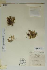 Selaginella wrightii image