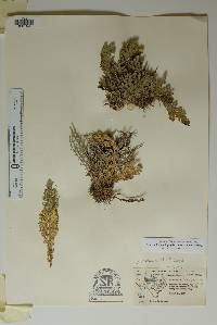 Selaginella lepidophylla image