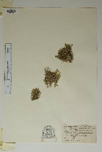 Selaginella wrightii image