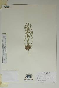 Lappula occidentalis var. occidentalis image