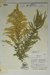 Solidago juliae image