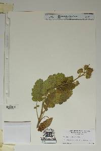 Phacelia pallida image