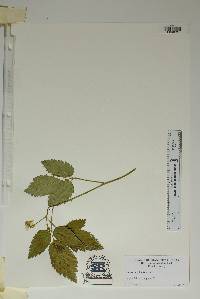 Rubus flagellaris image