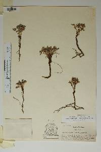 Euphorbia jejuna image