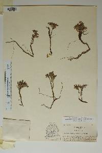Euphorbia jejuna image