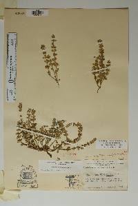 Scutellaria drummondii var. edwardsiana image