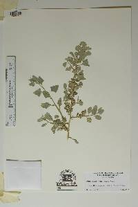 Atriplex lentiformis image