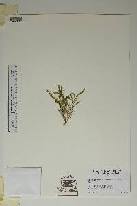 Houstonia acerosa var. acerosa image