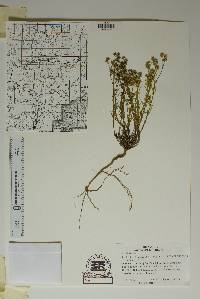 Houstonia acerosa var. polypremoides image