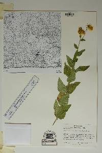 Verbesina oreophila image