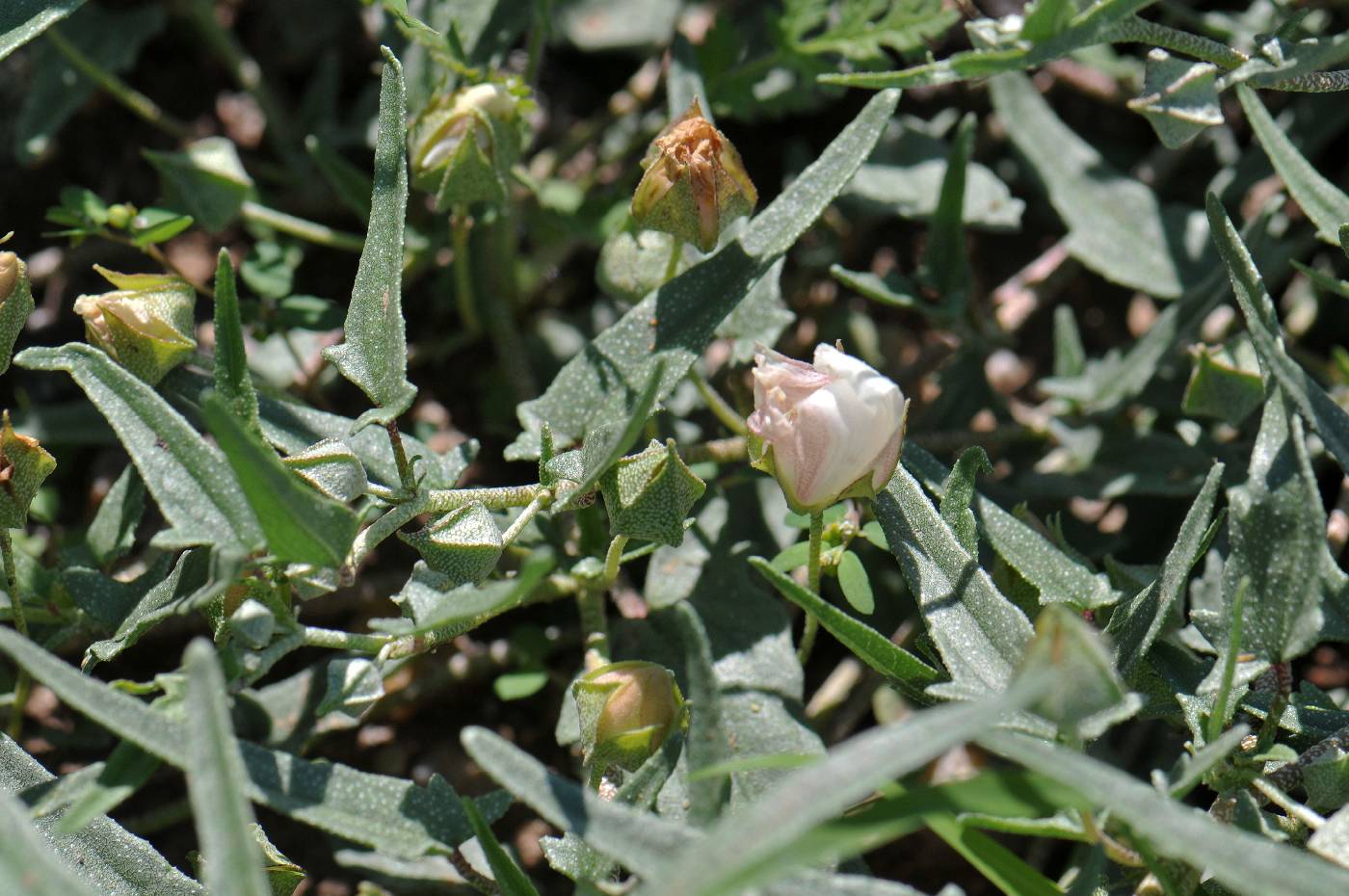 Malvella sagittifolia image