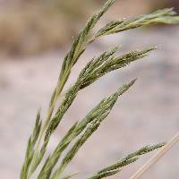 Image of Leptochloa fascicularis