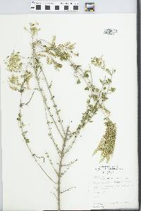 Aloysia gratissima image