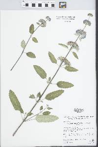 Caryopteris incana image