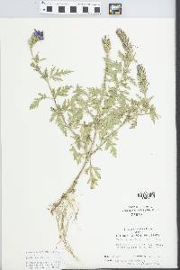 Verbena canadensis image