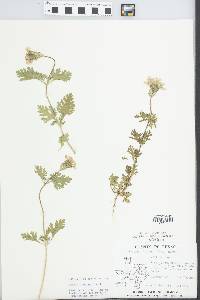 Glandularia bipinnatifida var. bipinnatifida image