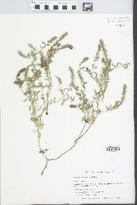 Verbena bracteata image