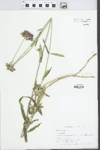 Verbena bonariensis image