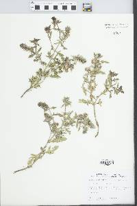 Verbena bracteata image