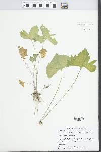 Viola triloba image