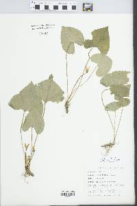 Viola nephrophylla image