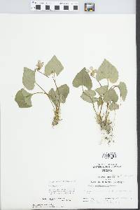 Viola nephrophylla image