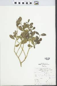 Phoradendron argentinum image