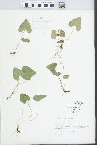 Viola hirsutula image