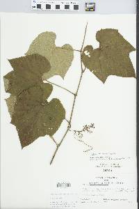 Vitis cinerea image