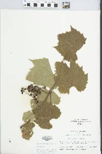 Vitis riparia image