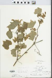 Vitis riparia image