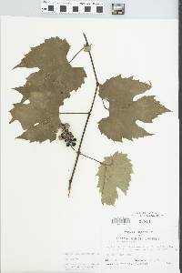 Vitis riparia image