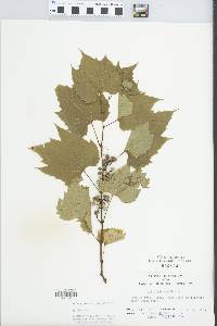 Vitis riparia image