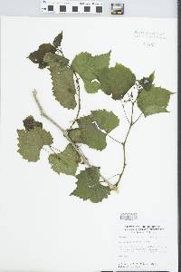 Ampelopsis cordata image