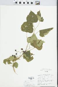 Ampelopsis cordata image