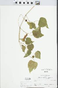 Ampelopsis cordata image