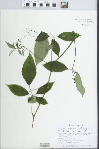 Cayratia japonica image