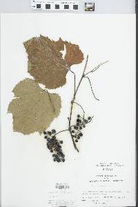 Vitis riparia image