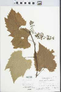 Vitis riparia image