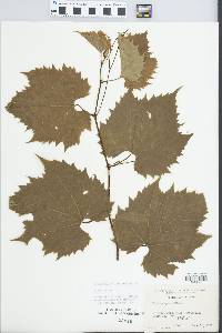 Vitis riparia image