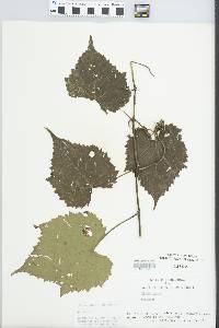 Vitis vulpina image