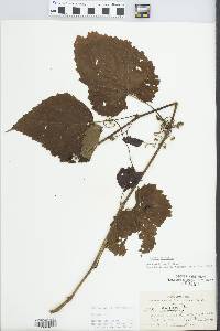 Vitis vulpina image