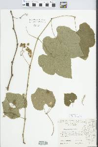 Vitis cinerea image