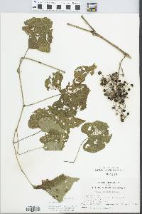 Vitis cinerea image