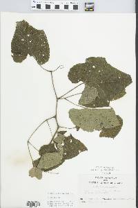 Vitis cinerea image