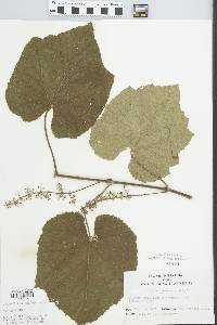 Vitis cinerea image