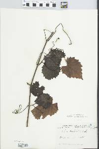 Vitis cordifolia image