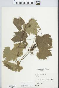 Vitis riparia image