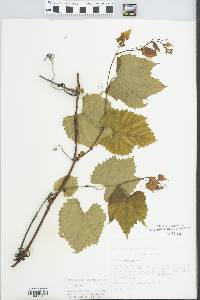 Vitis riparia image